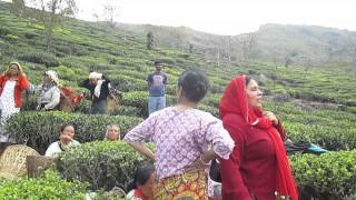 Tea Garden Darjeeling [upl. by O'Donnell]