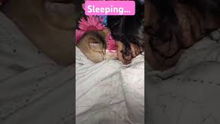 purnota amp mebis sleepmusic trending viralvideo youtubeshorts [upl. by Eceinhoj]