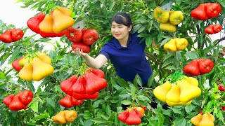 How to Harvest Wax Apple goes To Market Sell  Harvesting and Cooking Tieu Vy Daily Life [upl. by Aitselec]