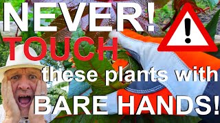 Never Touch these Plant with Bare Hands or Skin [upl. by Hum]