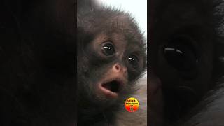 Spider monkey Baby BabyMonkey [upl. by Benny112]