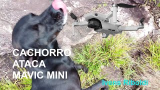 Cachorro Ataca Mavic Mini  Exploradores FPV [upl. by Heinrich]