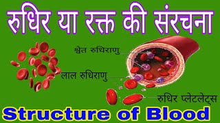 रुधिर या रक्त की संरचना  लाल रुधिराणु श्वेत रुधिराणु तथा रुधिर प्लेटलेट्स  Structure of Blood [upl. by Els631]