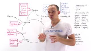 Introduction to glucogenic and ketogenic amino acids [upl. by Hobey916]