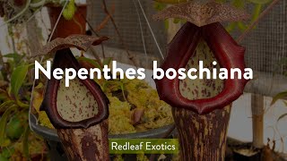 Nepenthes Boschiana [upl. by Ushijima318]