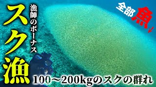 1日で100万円以上年に数日しかない超貴重な「スク漁」で一攫千金を狙え！ [upl. by Ladnyk610]