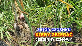 JUŻ TERAZ Zbiór Czosnku Kiedy Zbierać Czosnek jesienny zimowy Jak Zbierać Czosnek Przechowywanie [upl. by Wolfy]