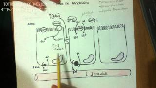 DIGESTIVO Absorcion de carbohidratos [upl. by Etnad]