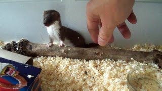 Ozzy the Baby Weasel [upl. by Odessa]