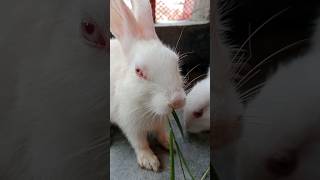 Cute rabbit eating  Cute Bunny eating carrot Please subscribe shorts rabbit rabbitlover [upl. by Anabel]