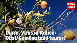 Dürre Virus in Italien ObstGemüse bald teurer  kronetv NEWS [upl. by Amathist]