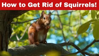 How to Get Rid of Squirrels – Fast amp Easy [upl. by Merl]