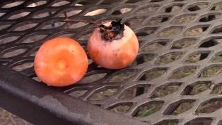 Processing and Eating American Persimmon  Part 1 [upl. by Penman773]