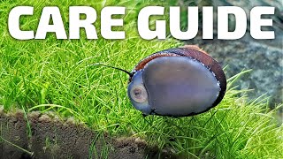 Care Guide for Nerite Snails  Aquarium CoOp aquariumcoop [upl. by Sand]