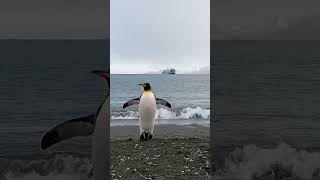 King penguins in the subantarctic [upl. by Klayman615]