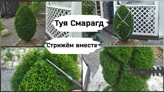 Туя СмарагдСтрижём вместе [upl. by O'Gowan]