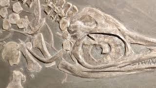 Ichthyosaurus Marine Reptile Dinosaur from Germany Holzmaden [upl. by Rubens]