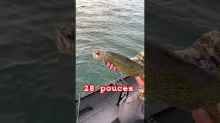 Mon plus gros doré de la saison 28 pouces de puissance dans le courant 👌🏼 walleyefishing [upl. by Nogaem390]