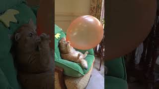 Cat pulling a balloon🎈🎈🎈 ytshorts 😂😂talkingtommasti funny catvideos [upl. by Flannery31]