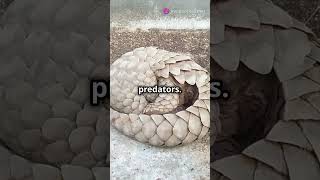 Pangolins Amazing Defense Mechanism [upl. by Auoy]