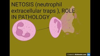 NETOSIS neutrophil extracellular traps  role in pathology and possible therapeutic targets [upl. by Eirojram763]