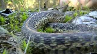 Eastern Garter Snake [upl. by Brigitta]