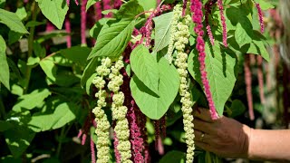 Amaranthus GrowALong [upl. by Zulch]