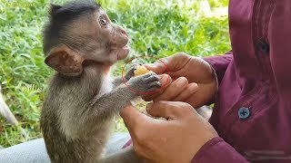 Aw so cute amp hungry baby monkeys crying and begging for fruits lovely hungry baby animals videos [upl. by Lauraine]