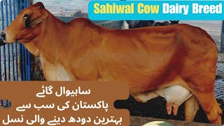 Sahiwal Cow best dairy breed of Pakistan  Sahiwal cow farm  ساہیوال گائے کی خصوصیات Sahiwal cows [upl. by Akiwak]