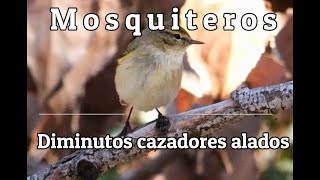 Mosquiteros Diminutos cazadores alados [upl. by Nimzzaj]