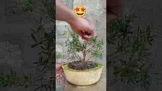 Bonsai boxwood tree 😊 [upl. by Alberic]