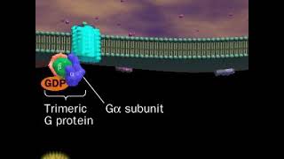 Some G proteins activate Phospholipase C pathway  part 1 [upl. by Kathlin]