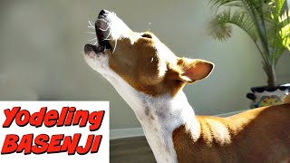 Yodeling Basenji Feenix Yodels to his own Yodel [upl. by Ynnelg494]