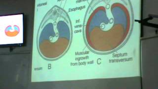 Dr Sherif embryology 20 Development of diaphragm amp skull [upl. by Ataeb]