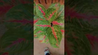 Beautiful plants in my house 🌱shorts plants youtubeshorts trending [upl. by Ylus642]