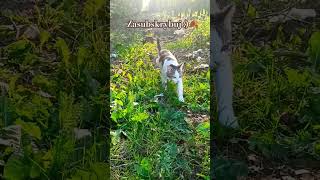 Kotka Pica fanką jesieni 🍂😸 funny pets cat viralvideo shorts puppy [upl. by Etna82]