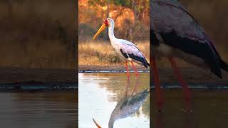 YellowBilled Stork Fishing Technique wildlife africanwildlife birds [upl. by Esorlatsyrc]