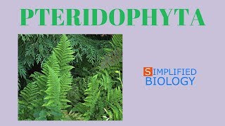 PTERIDOPHYTA  PLANT KINGDOM for NEET AIIMS AIPMT JIPMER PREMED [upl. by Nyloc]