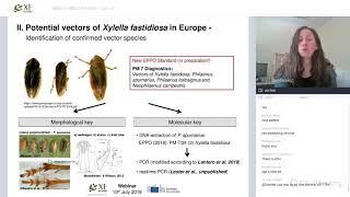 Vectors of Xylella fastidiosa in Europe – Life history and transmission biology  webinar [upl. by Homerus301]