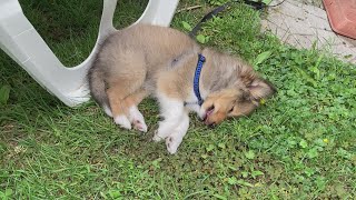 Sheltie from puppy to adult [upl. by Mcevoy]