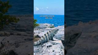 Another Universe with a hell of a VIEW reptiles iguana animalshorts mexico [upl. by Ladnyc648]