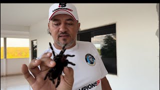 CHARLLES E TÕE TROLAM TIRINGA COM ARANHA CARANGUEJEIRA  CHÁCARA COMÉDIA SELVAGEM [upl. by Atoked]