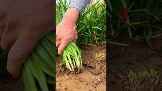 Episode 35  This leek is really fresh and has a strong flavor when grown in winter leekplanting [upl. by Heck]