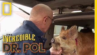 Dr Pols Top 100 Moments  The Incredible Dr Pol [upl. by Petunia]