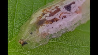 Hover fly larva under microscope [upl. by Tekla]