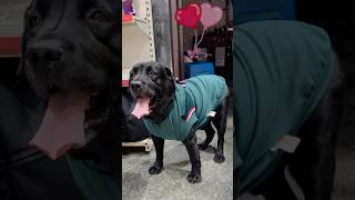 Lucky Ki Winter Shopping doglover lucky [upl. by Cleave]