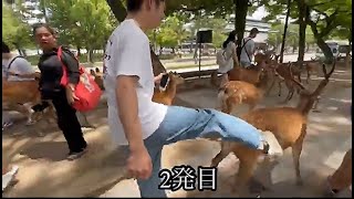 奈良公園で、国の天然記念物に指定されている鹿を蹴る中国人、、、 [upl. by Trilby]