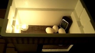 DIY 20 Egg Incubator  How To Make An Egg Incubator CHEAP and EASY [upl. by Gun]