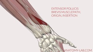 Extensor Pollicis Brevis Musclepath Origin Insertion 3D Animation [upl. by Hairym]