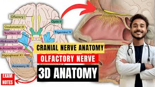 cranial nerve anatomy  olfactory nerve anatomy  first cranial anatomy  neuroanatomy [upl. by Eirojram]